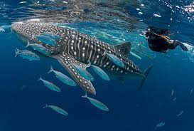 white and black tip reef shark