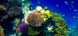 Coral Reefs