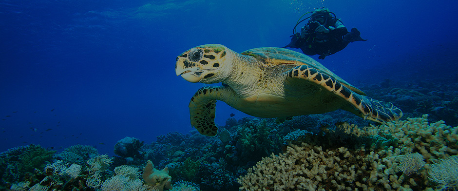 tubbataha diving trip