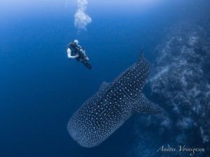 Underwater diving experience